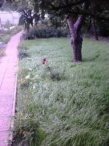 Киев, 49-я Садовая ул.