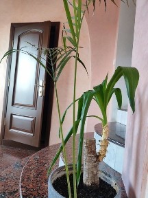 Алмазний оренда 1-к малогабаритка