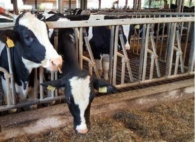 Продам Або Обміняю Діюче Агропідприємство