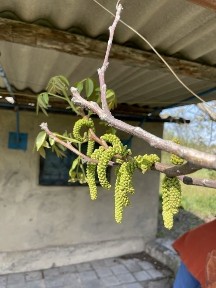 Продам Дача Николаевка