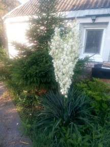 Дніпропетровська область, Підгородне