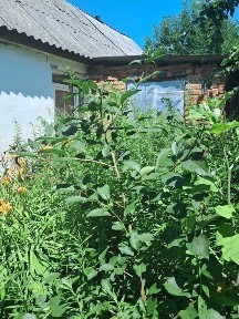 Продам терміново земельну ділянку/будинок під забудову чи капітальний