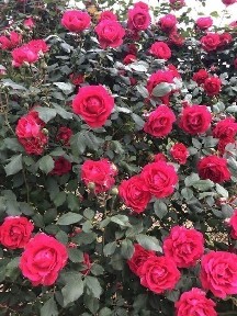 Будиночок житловий із номером в районі вул Хрещатинська 0,10га