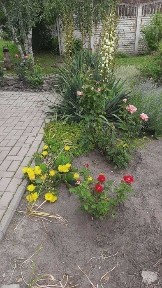 Будинок і земля у п. Студенок. Можна сертифікат.