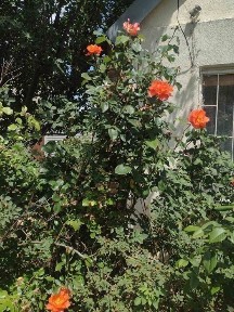 Дача в СТ Сосновое