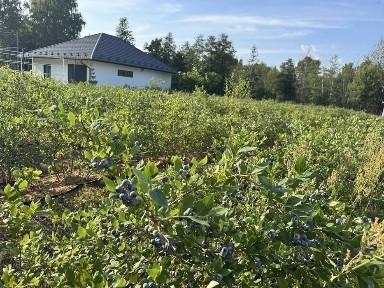 Будинок з банею біля кордону з Подьшею