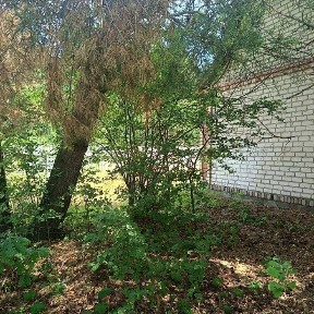 Продам будинок-дачу в кооперативі Вільськ