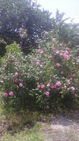 Дніпропетровська область, Кривий Ріг, Долгинцевський