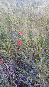 Будинок з ділянкою 50сот біля кордону з Польшою