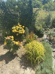 Продаж будинку+ 6 сот Київська обл, Вишгородський район, Нові Петрівці