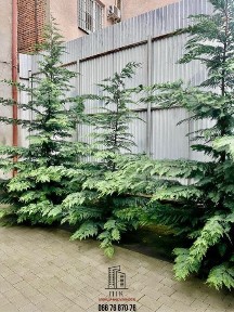 Закарпатська область, Ужгород