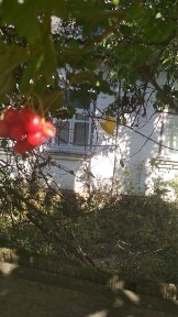 Продається будинок з великою ділянкою в мальовничому селі Чернігівщини