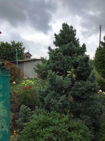 Продам дачу в відмінному стані з засадженим городом