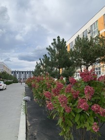 Київська область, Софіївська Борщагівка