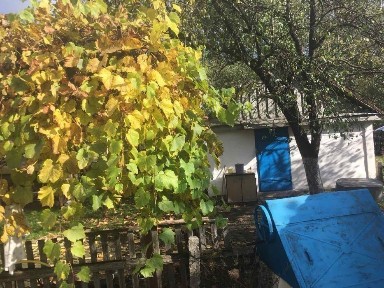 Здаю в оренду будинок в Соснівці Житомирськоі обл