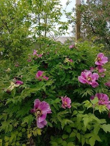 Продам будинок звертайтеся за телефоном