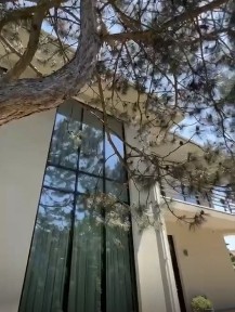 Одеська область, Ліски