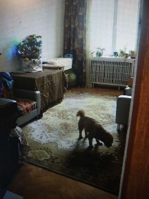 Київська область, Київ, Печерський