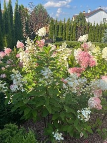 Будинок мрії з садом в КМ Новій Богданівці - 212 м² комфорту та стилю