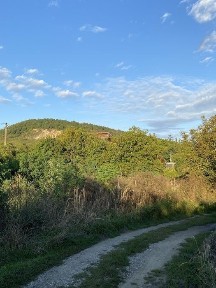 Закарпатська область, Берегове