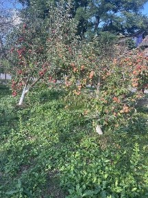 Хата будинок в Борщівському районі