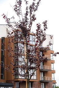 Волинська область, Струмівка