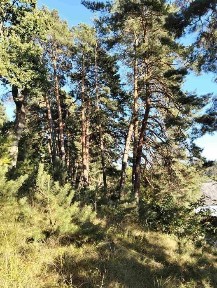 Продаж дачі на березі озера Подусівка СТ Весна