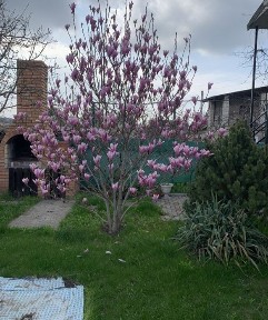 Дача біля Вирви у садовому товаристві Дніпро