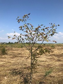 Продам будинок з 7.8 га землі біля кордону та 12 км від м. Ужгород