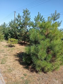 Дніпропетровська область, Кам'янське