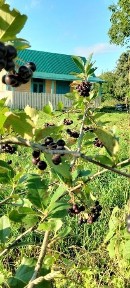 Дача, ділянка, сад