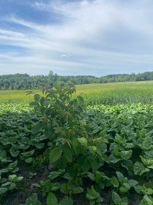 Продам будинок без посеред с. Димерка Чернігівської обл. 70 км від Києва