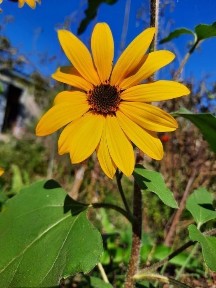 Квартира 4 комнаты