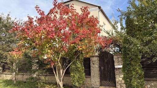 Продаж окремого будинку з ремонтом і ділянкою 11 сотих у с. Біла