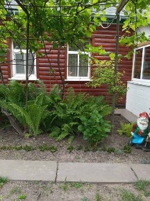 Продається комфотний будинок з усіма зручностями Черкаська область.