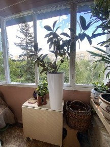 Київська область, Київ, Солом'янський