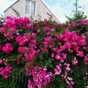 Продам дачу с. Лесничество, рядом с. Каневское.