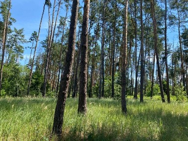 Місце сили, біля лісу і річки. Два будинки та лазня. Під Черкасами