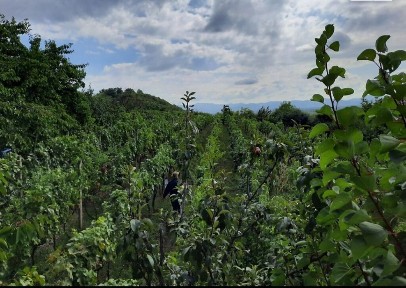 Продам дачну ділянку з цегляним садовим будинком