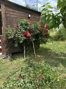 Продам дом Мотыжин не далеко от Добропарка