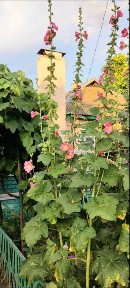 Будинок садибного типу від власника