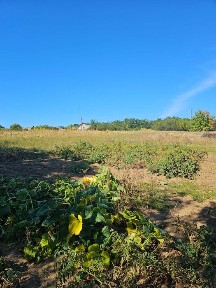 Продаж будинок Вільшани