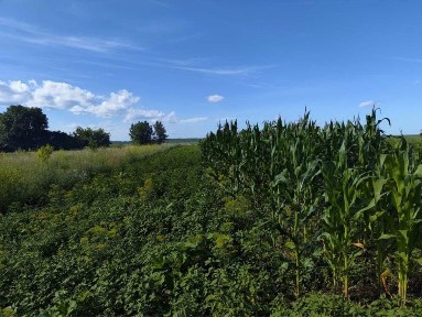 Продаж будинку у с. Марківці