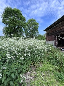 Будинок в с. Тязів