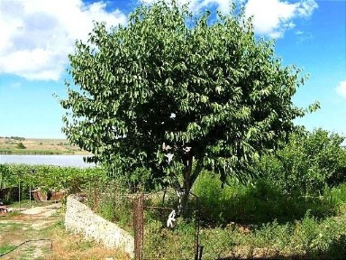 Одеська область, Олександрівка