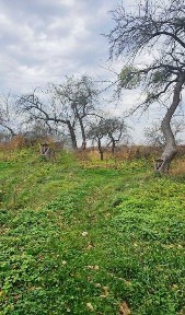 Продаж будинку с. Конопниця з ділянкою 25 сот.