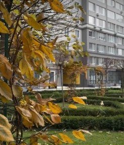 Київська область, Буча