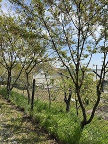 Продаж! Будинок та ділянка 25 сот Старе Село недалко від Львова