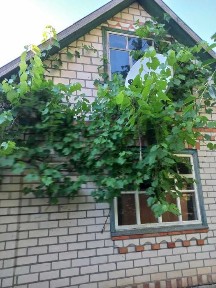 Продається 2 будинки в с. Розсішки.