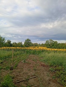 Гарний будинок в